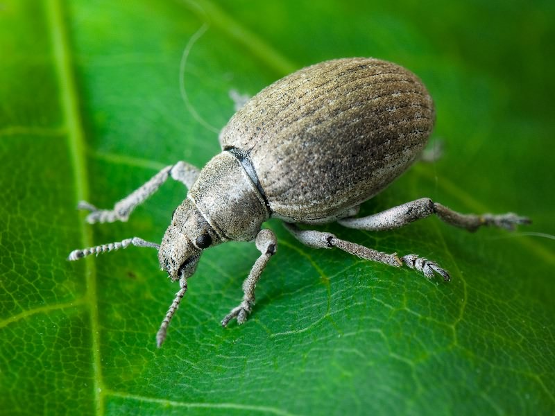 Attactagenus albinus (Boheman, 1833)